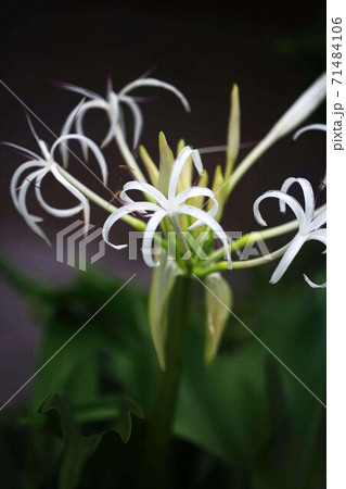 山野草 ハマオモトの白い花 山野草 ハマオモトの白い花 71484106