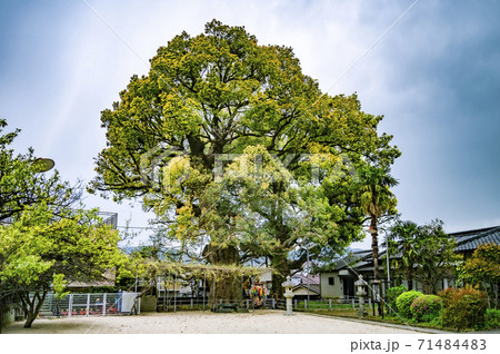 長崎の被爆クスノキ 71484483