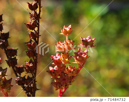 湿地の植物タコノアシの紅葉　まさにゆで蛸のように見える 71484732