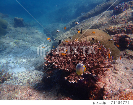 Fish and corals under blue sea, underwater photography Fish and corals under blue sea, underwater photography 71484772