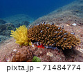 Fish and corals under blue sea, underwater photography 71484774