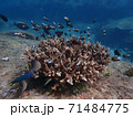 Fish and corals under blue sea, underwater photography 71484775