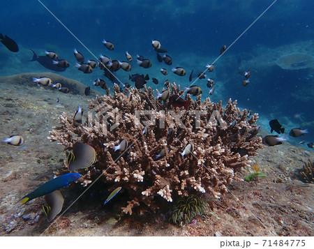 Fish and corals under blue sea, underwater photography Fish and corals under blue sea, underwater photography 71484775