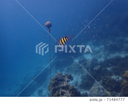 Fish and corals under blue sea, underwater photography Fish and corals under blue sea, underwater photography 71484777