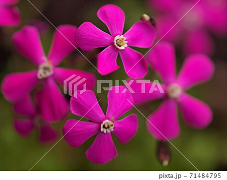 スパニッシュフラメンコの花のアップ 71484795