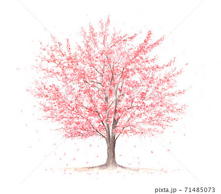 花びらが舞う桜の木 水彩画のイラスト素材