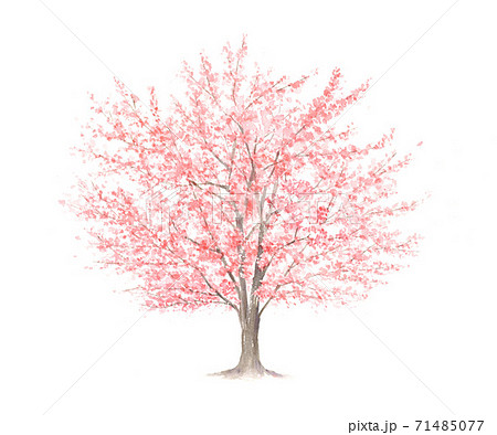 大きな桜の木 水彩イラストのイラスト素材