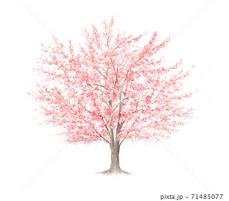 Large Cherry Tree Watercolor Illustration Stock Illustration