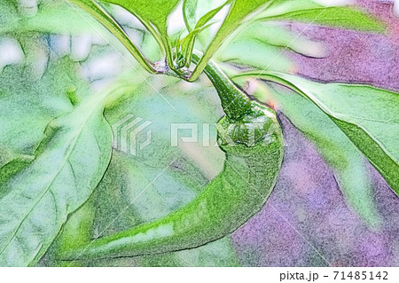 朝日を浴びて生き生きと成長している「万願寺唐辛子 」色鉛筆画風 71485142