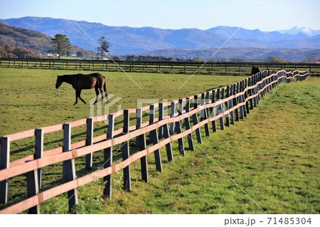 牧場の風景(北海道新冠町) 牧場の風景(北海道新冠町) 71485304
