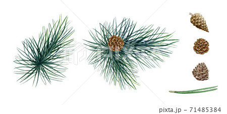 Pine Branches Cones Watercolor Illustration Set のイラスト素材