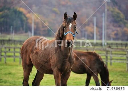 サラブレッド サラブレッド 71486936