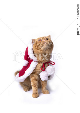 Little scottish fold cat wearing red santa greatcoat sitting and looking upwards. 71486986