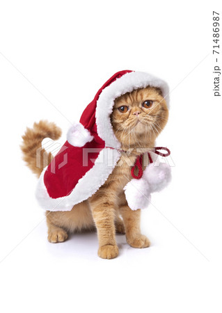Little scottish fold cat wearing red santa greatcoat. 71486987