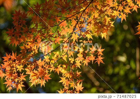 多聞院(埼玉県)の紅葉 多聞院(埼玉県)の紅葉 71487025