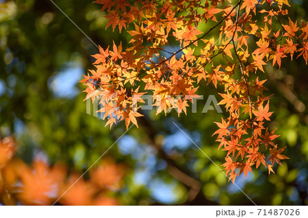 多聞院(埼玉県)の紅葉 多聞院(埼玉県)の紅葉 71487026