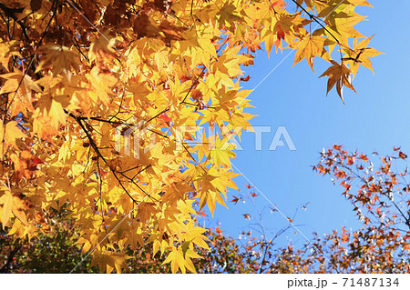 永源寺　もみじ寺　茨城県大子町 71487134