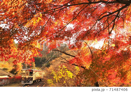 わたらせ渓谷鉄道　真っ赤に紅葉したモミジを行くかわいいローカル線 71487406