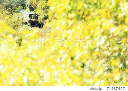 わたらせ渓谷鉄道　キラキラ輝く木々をくぐって行くかわいいローカル線 71487407