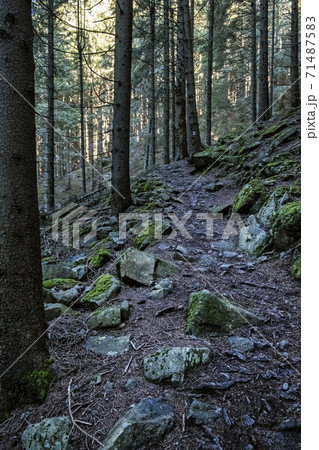 Footpath in coniferous forest, Low Tatras mountains, Slovakia 71487583