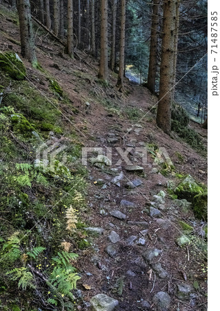 Footpath in coniferous forest, Low Tatras mountains, Slovakia 71487585