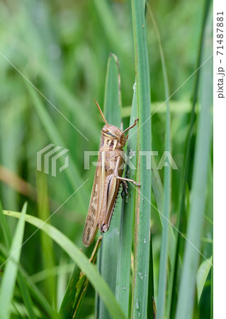 ツチイナゴ 71487881