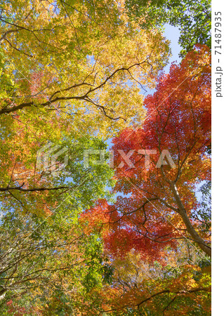 永源寺の紅葉 永源寺の紅葉 71487935