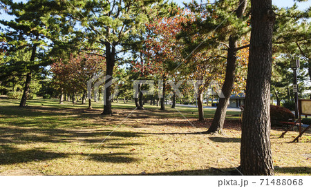 東京湾の人工渚神奈川県横浜市海の公園の秋 東京湾の人工渚神奈川県横浜市海の公園の秋 71488068