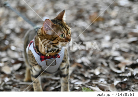 ベンガルキャットの習性 71488561