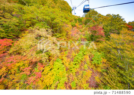 上信越高原公園の紅葉 上信越高原公園の紅葉 71488590