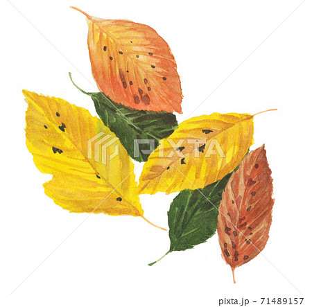 fallenleaves201114pix7 71489157