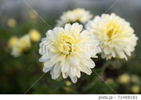 朝露に濡れた白い菊の花の写真素材