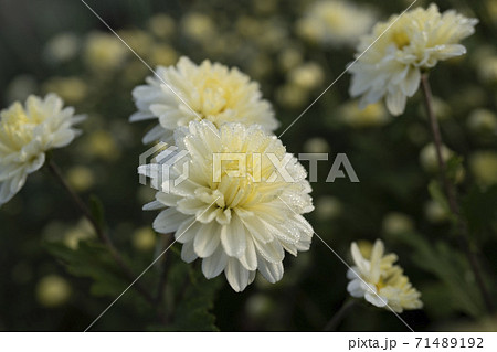 朝露に濡れた白い菊の花の写真素材