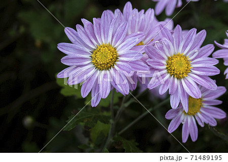 朝露に濡れたピンクのキクの花 朝露に濡れたピンクのキクの花 71489195