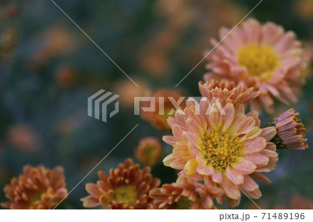 朝露に濡れたオレンジ色のキクの花 71489196