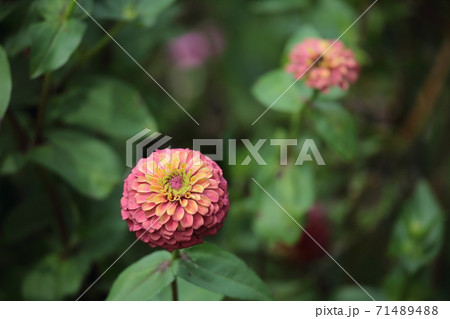 百日草はカラフルです 百日草はカラフルです 71489488