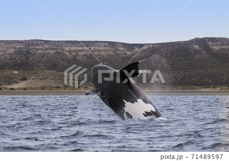 Orca Patagonia , Argentina 71489597