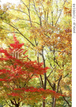 紅葉 71490148
