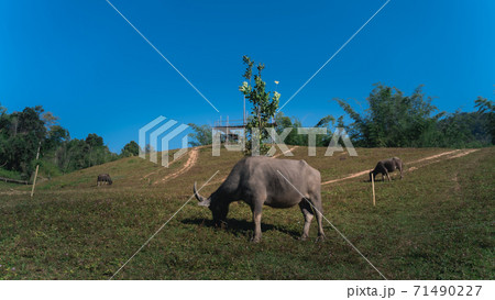 group of animals, Buffalo eating the grass in the field at the mountain 71490227