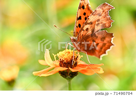 キタテハ キタテハ 71490704