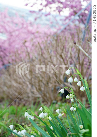 河津桜を背景に可憐な花を咲かせるスノーフレーク 河津桜を背景に可憐な花を咲かせるスノーフレーク 71490955