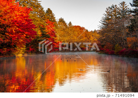 長野県軽井沢町・朝日に照らされて輝く雲場池の紅葉【長野県】 71491094