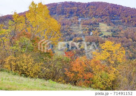 湯沢高原　パノラマパーク　アルプの里 71491152