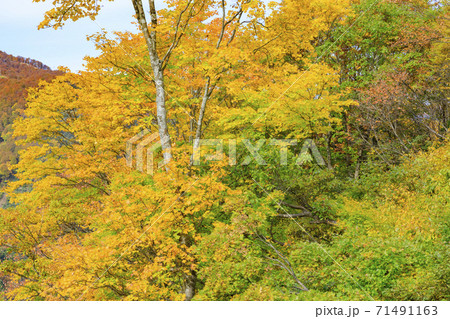 湯沢高原　パノラマパーク　アルプの里 71491163