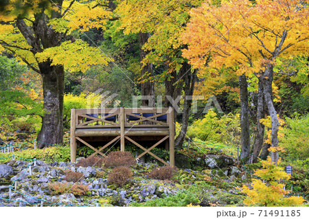 湯沢高原　パノラマパーク　アルプの里 71491185