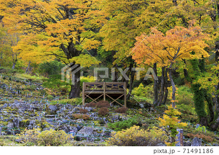 湯沢高原　パノラマパーク　アルプの里 71491186