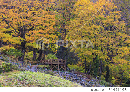 湯沢高原　パノラマパーク　アルプの里 71491193