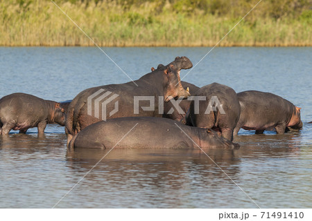 HIPPOPOTAMUS AMPHIBIUS, South Africa 71491410