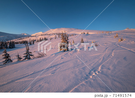 Alpine resort ski slopes and lifts. Pre sunrise morning Svydovets mountain ridge and snow-covered fir trees view, Dragobrat, Ukraine Carpathians. 71491574