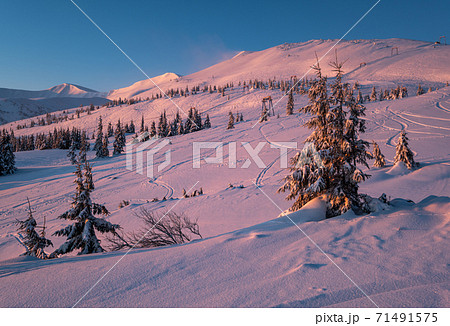 Alpine resort ski slopes and lifts. Pre sunrise morning Svydovets mountain ridge and snow-covered fir trees view, Dragobrat, Ukraine Carpathians. Alpine resort ski slopes and lifts. Pre sunrise morning Svydovets mountain ridge and snow-covered fir trees view, Dragobrat, Ukraine Carpathians. 71491575